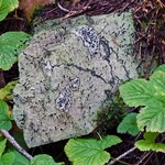 Pilophorus clavatus