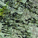 Pilophorus clavatus