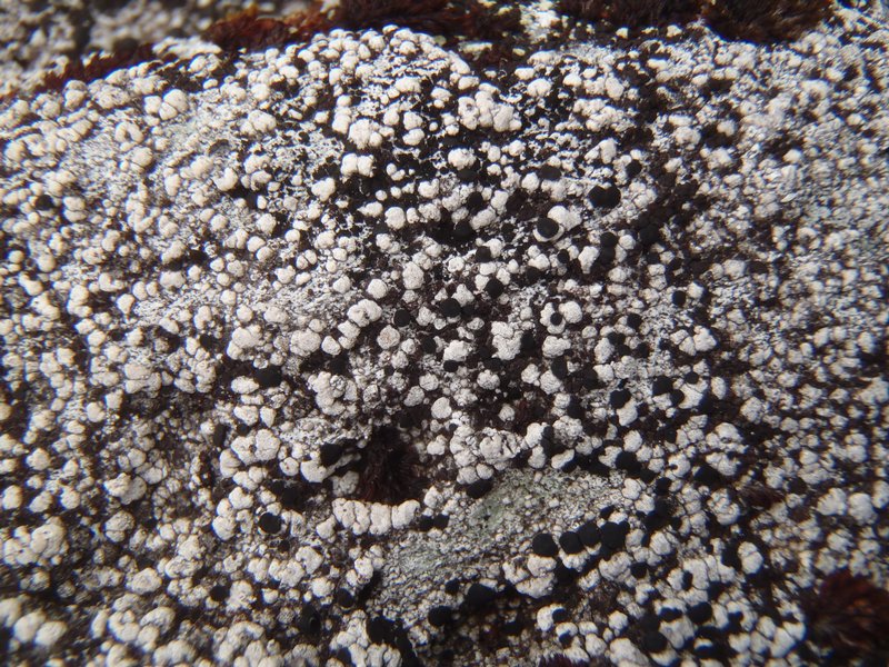 Pilophorus dovrensis