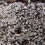 Pilophorus dovrensis