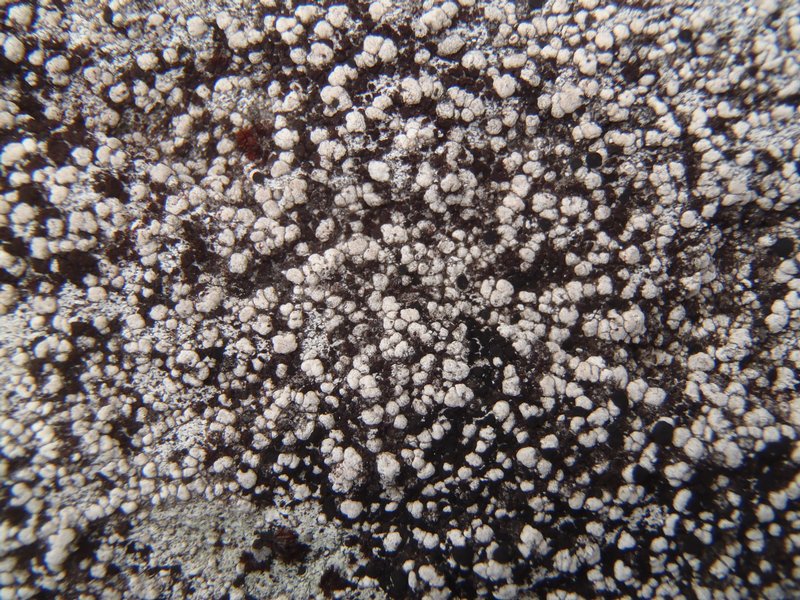 Pilophorus dovrensis
