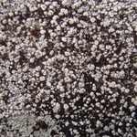 Pilophorus dovrensis