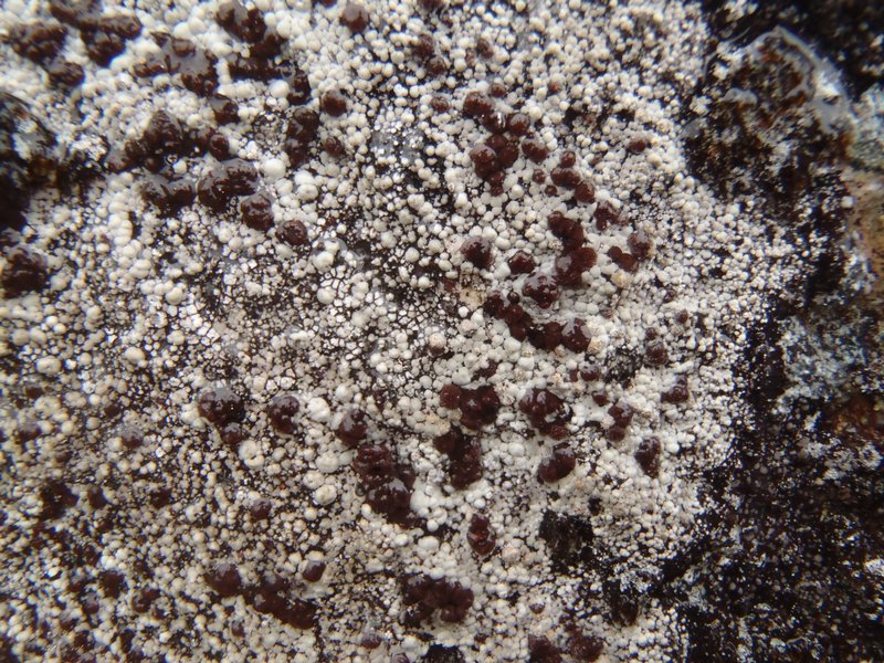 Pilophorus dovrensis