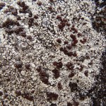 Pilophorus dovrensis