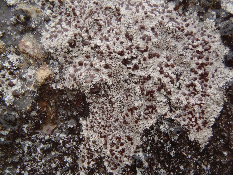 Pilophorus dovrensis