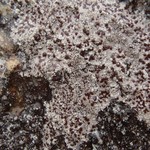 Pilophorus dovrensis