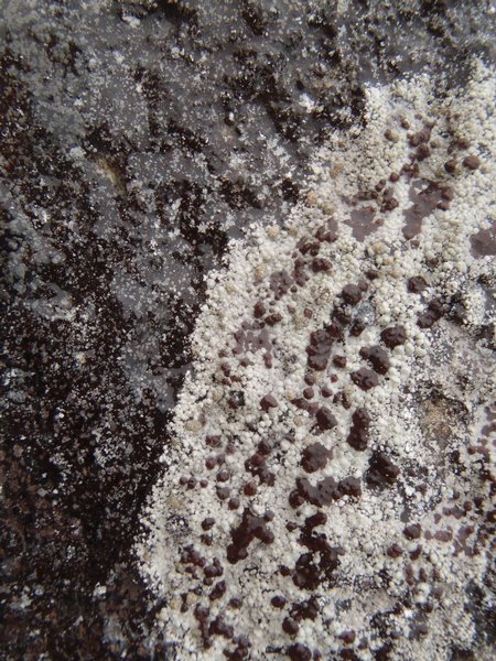 Pilophorus dovrensis