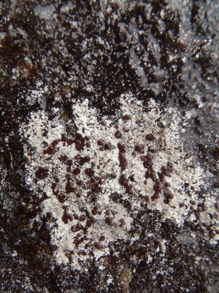 Pilophorus dovrensis