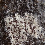Pilophorus dovrensis