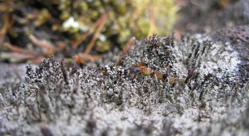 Pilophorus nigricaulis
