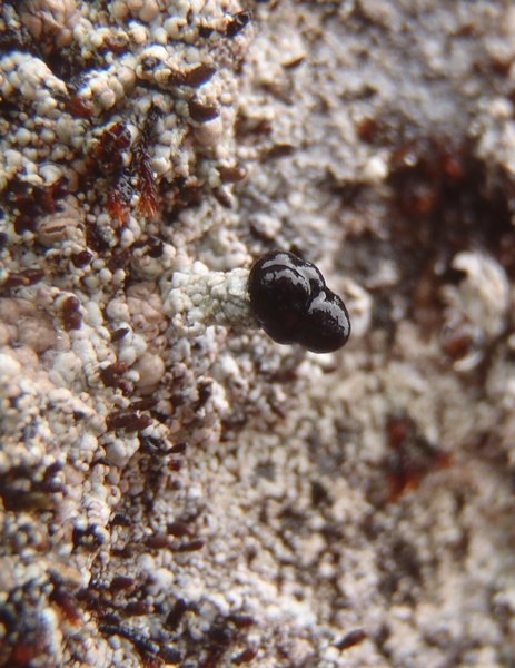 Pilophorus nigricaulis