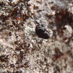 Pilophorus nigricaulis