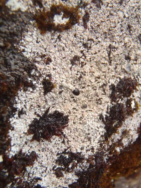 Pilophorus nigricaulis