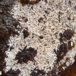 Pilophorus nigricaulis