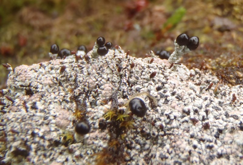 Pilophorus nigricaulis