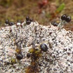 Pilophorus nigricaulis