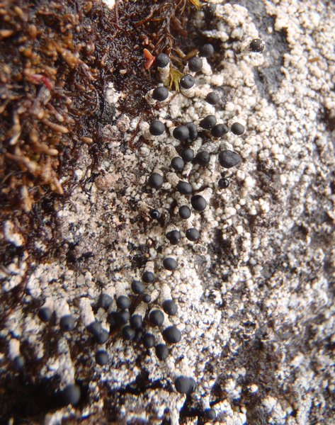 Pilophorus nigricaulis
