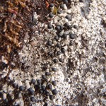 Pilophorus nigricaulis