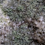 Pilophorus vegae