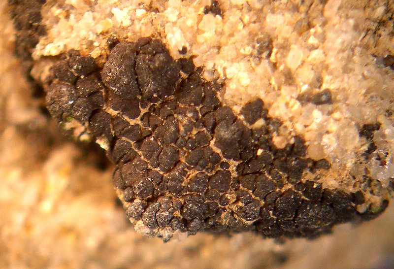 Placidium acarosporoides
