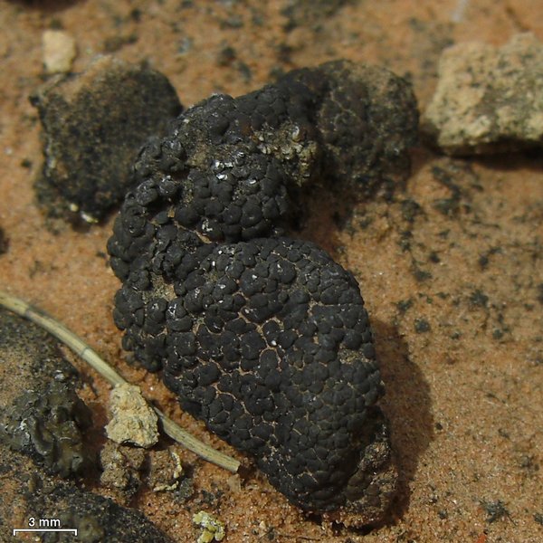 Placidium acarosporoides