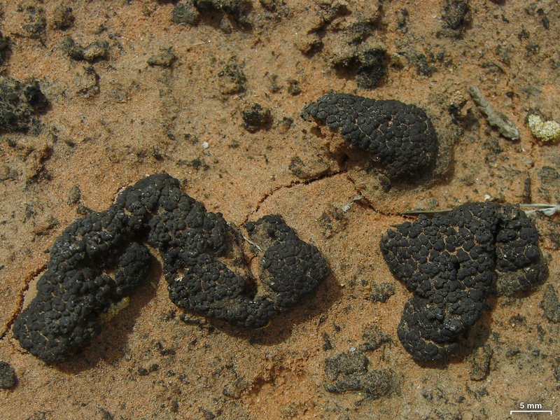 Placidium acarosporoides