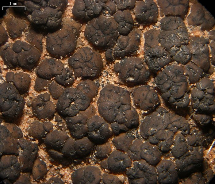 Placidium acarosporoides