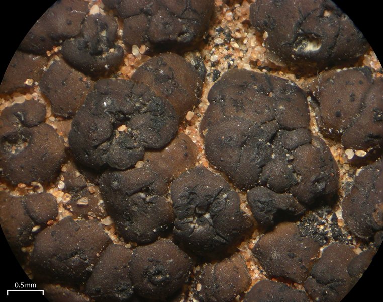 Placidium acarosporoides