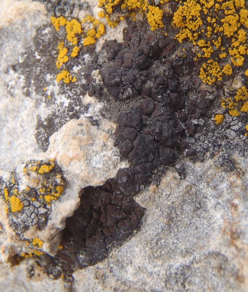 Placidium acarosporoides