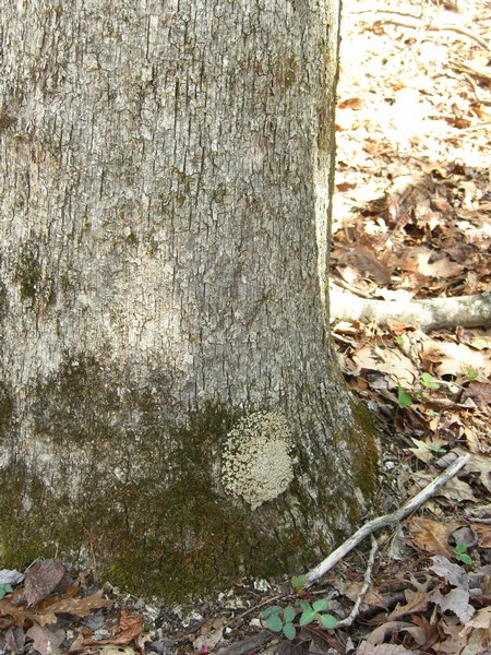 Placidium arboreum