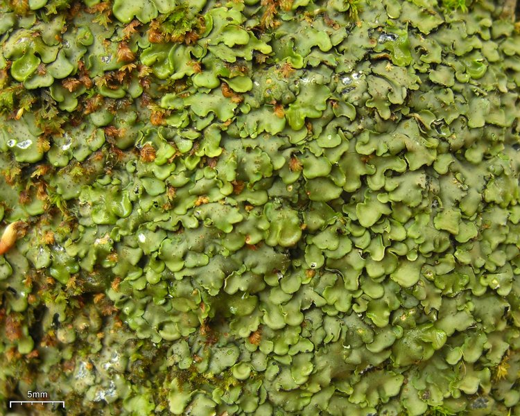 Placidium arboreum