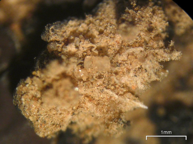 Placidium lacinulatum