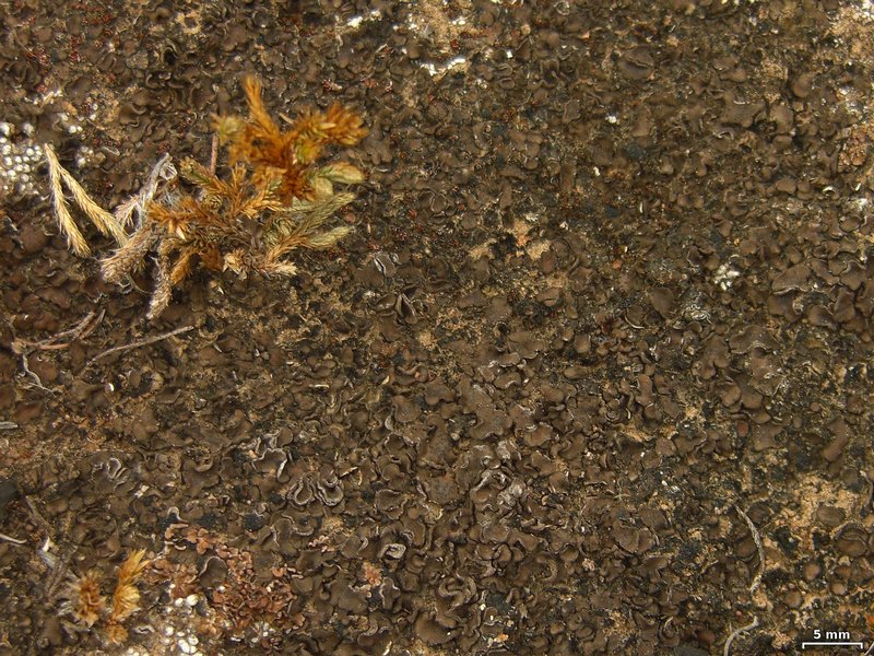 Placidium lacinulatum