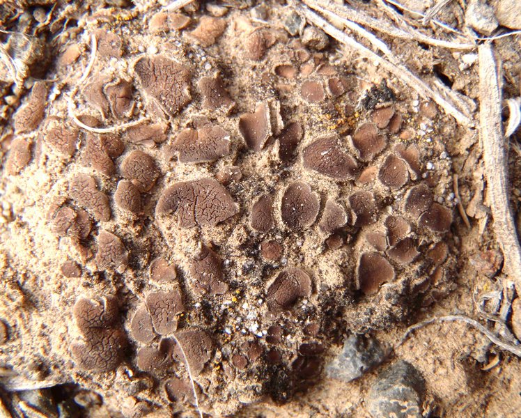 Placidium squamulosum