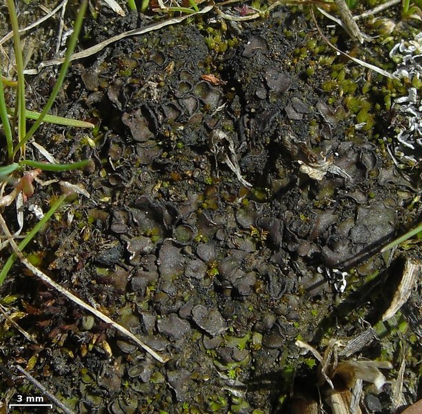 Placidium squamulosum