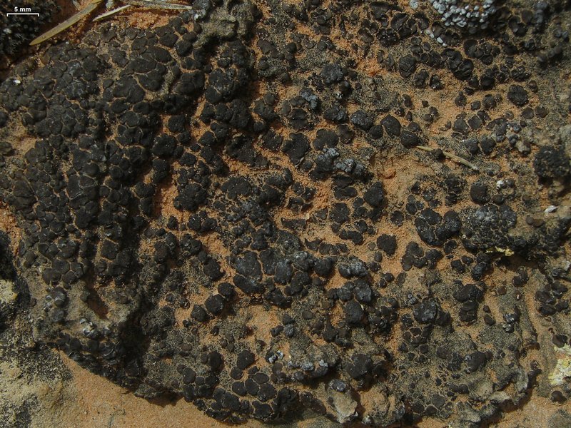 Placidium squamulosum