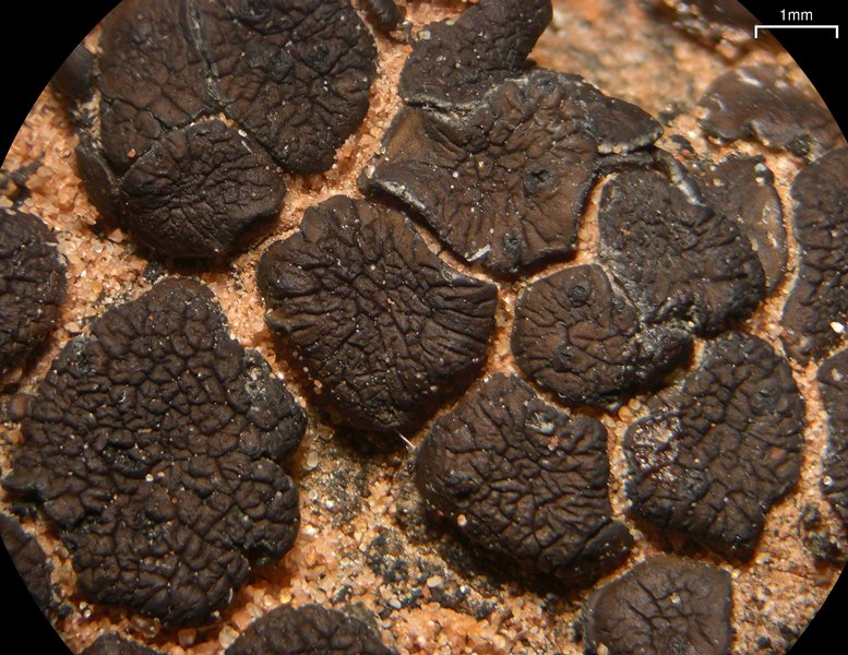 Placidium squamulosum