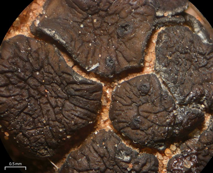 Placidium squamulosum