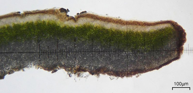 Placidium squamulosum