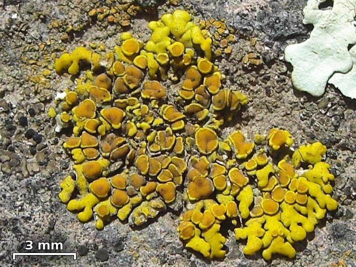 Placomaronea candelarioides