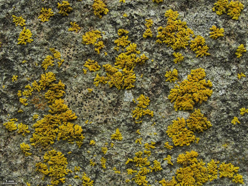 Placomaronea candelarioides