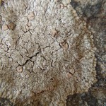 Placopsis cribellans