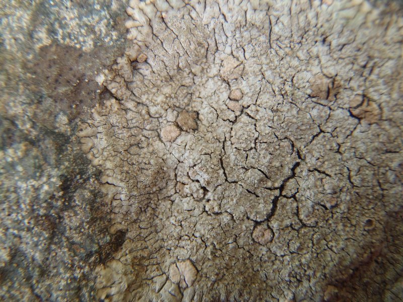 Placopsis cribellans