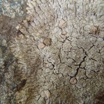 Placopsis cribellans