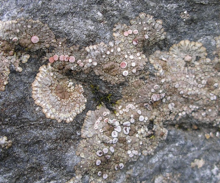 Placopsis gelida