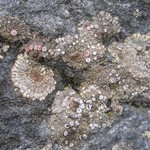 Placopsis gelida