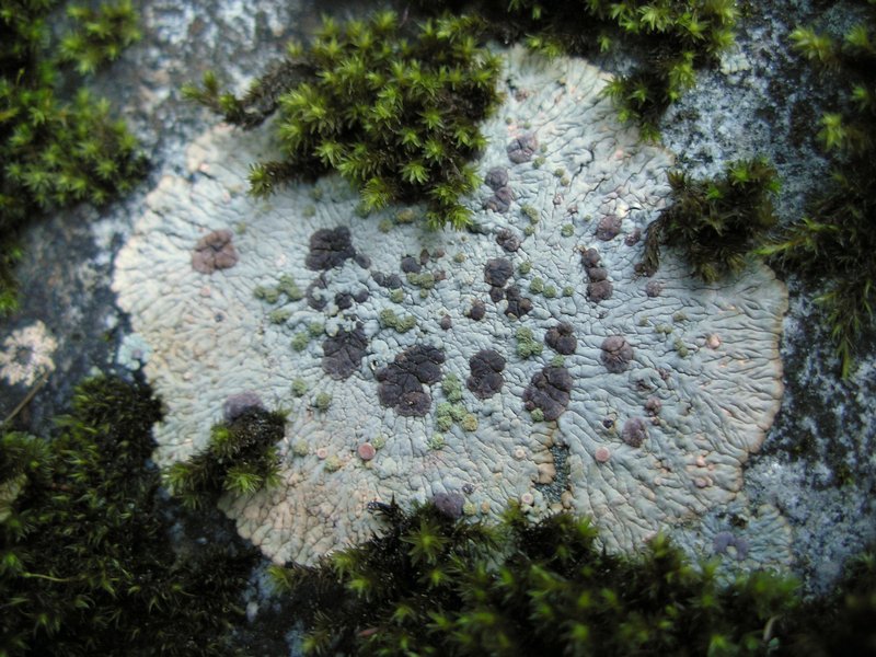 Placopsis gelida