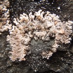 Placopsis gelida
