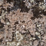 Placopsis gelida
