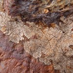 Placopsis gelida